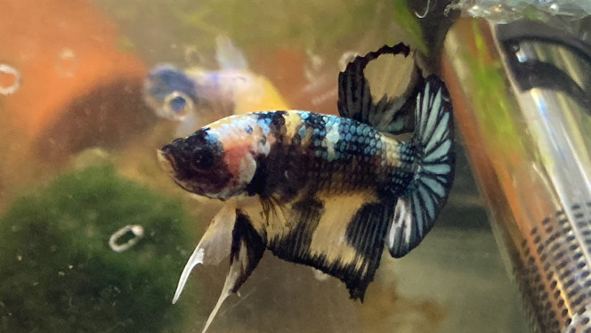 Photographie du post de Nalia 