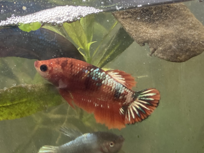 Photographie du post de Nalia 