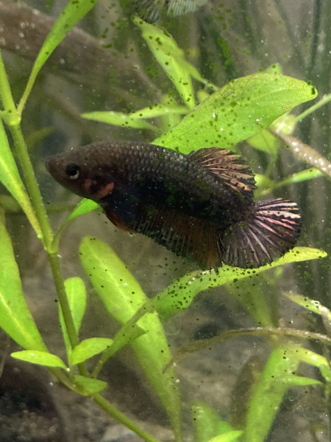 Photographie du post de Nalia 