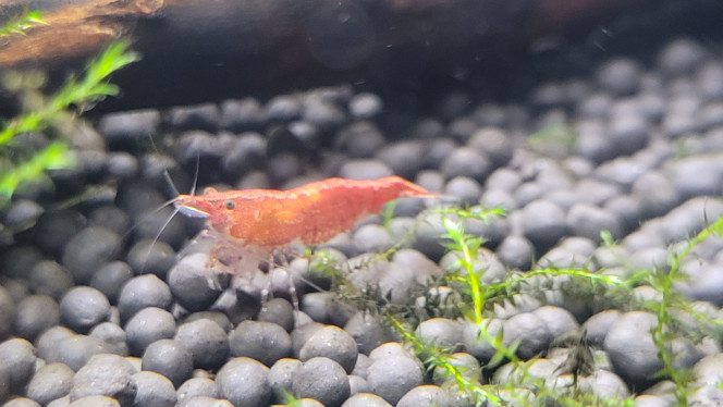 Photographie du post de Louloushrimp 