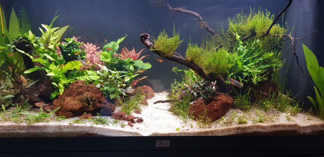Photo de la semaine (13) Après siphonnage et renouvellement de 10%. Apparition de quelques algues pinceaux sur les Anubias nana bonzaï...
L'eau est complètement claire et il y a de moins en moins de "vase" et de particules en suspension. (1/4 du filtre en perlon, nettoyé tous les deux jours... et ça porte ses fruits).