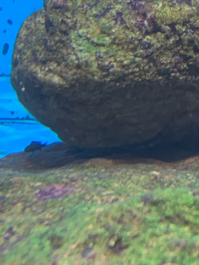 Poisson d’avril! Et pourtant non! Quelle surprise ce matin en voyant qu’un des alevins melanochromis johannii a réussi à survivre depuis 2 semaine que la femelle les ait recrachés !

Il est bien planqué à l’abri entre 2 pierres avec de la nourriture à disposition ! À voir s’il arrivera à grandir assez pour nager avec les autres
