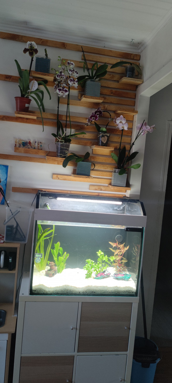 Aquarium salon Début de la deco