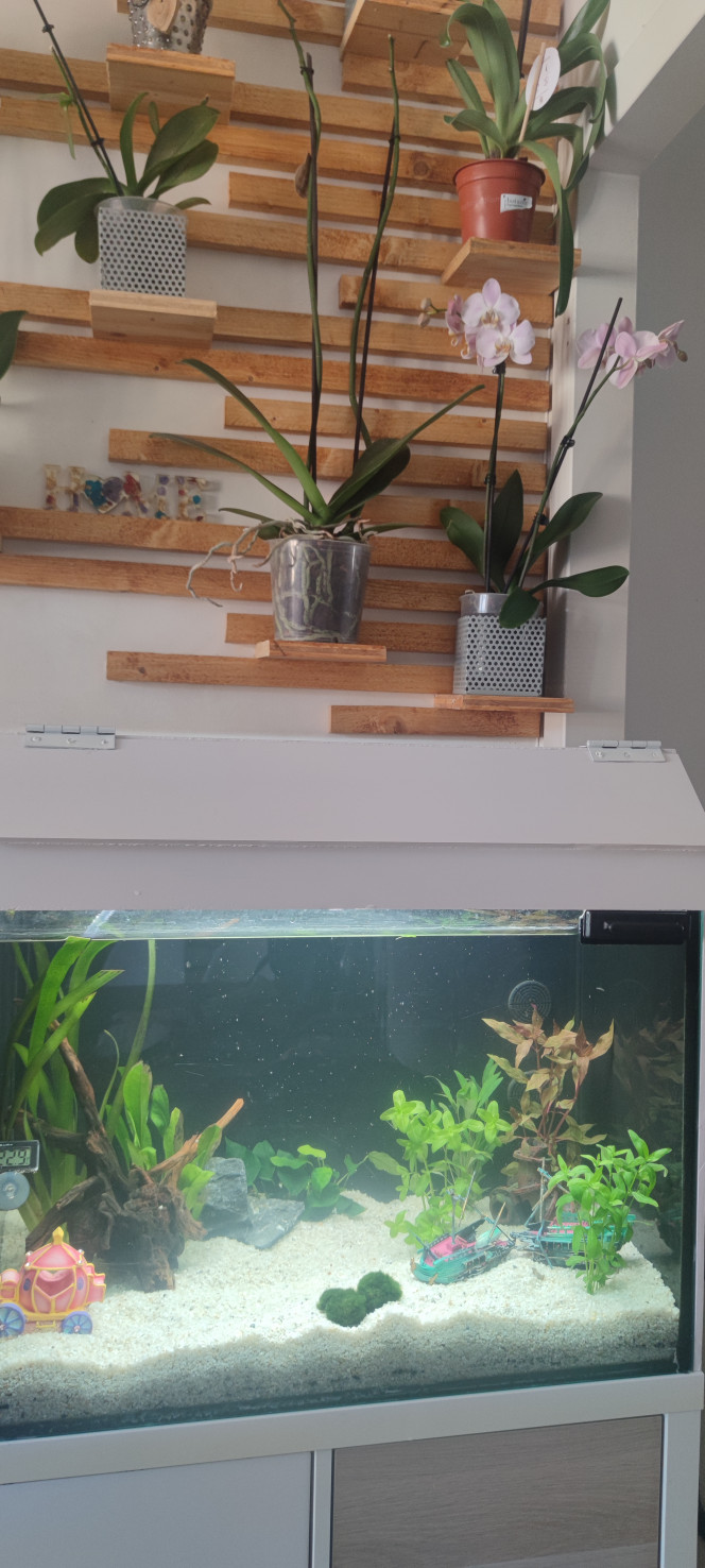 Aquarium salon Fin de la décoration ajout de 3 plantes et d'une racine plus pierre 
Fin de la fabrication couvercle