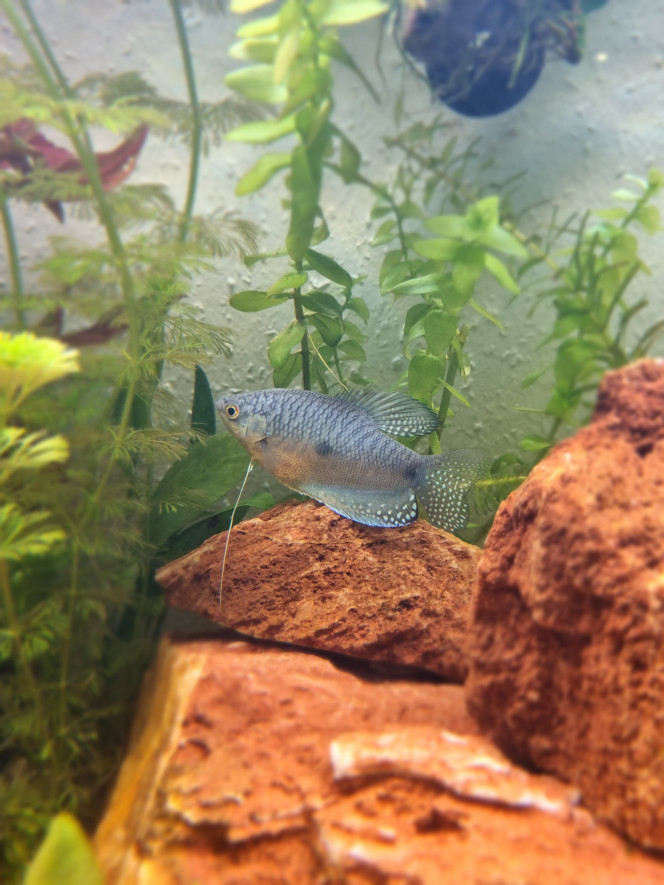 La beauté du Gourami L'aquarium se porte bien et ses habitants aussi...