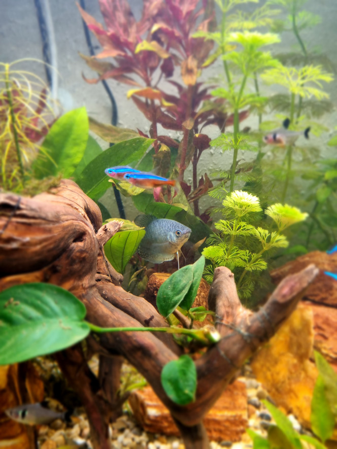 La beauté du Gourami L'aquarium se porte bien et ses habitants aussi...