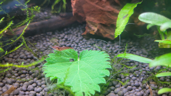 Photographie du post de Louloushrimp 