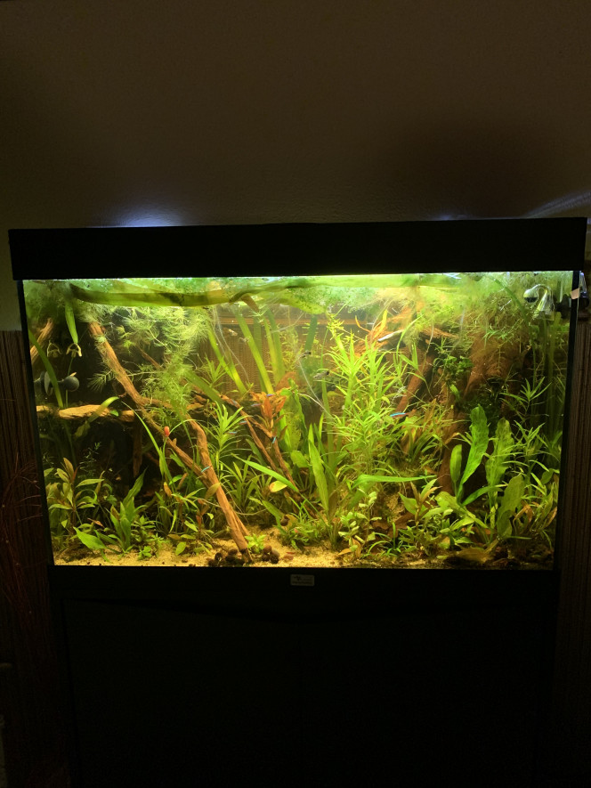  Aucune monter de nitrate avec les ancistrus
Ajout de 4 guppy ( 3 femelle red dragon , 1 mâle miracle red lace ) et 10 Tétra Cardinalis