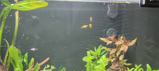 Introduction des platy 1 male platy Mickey
4 femelles platy 1 dalmatien,1 panda, 1 golden et 1  gold callico