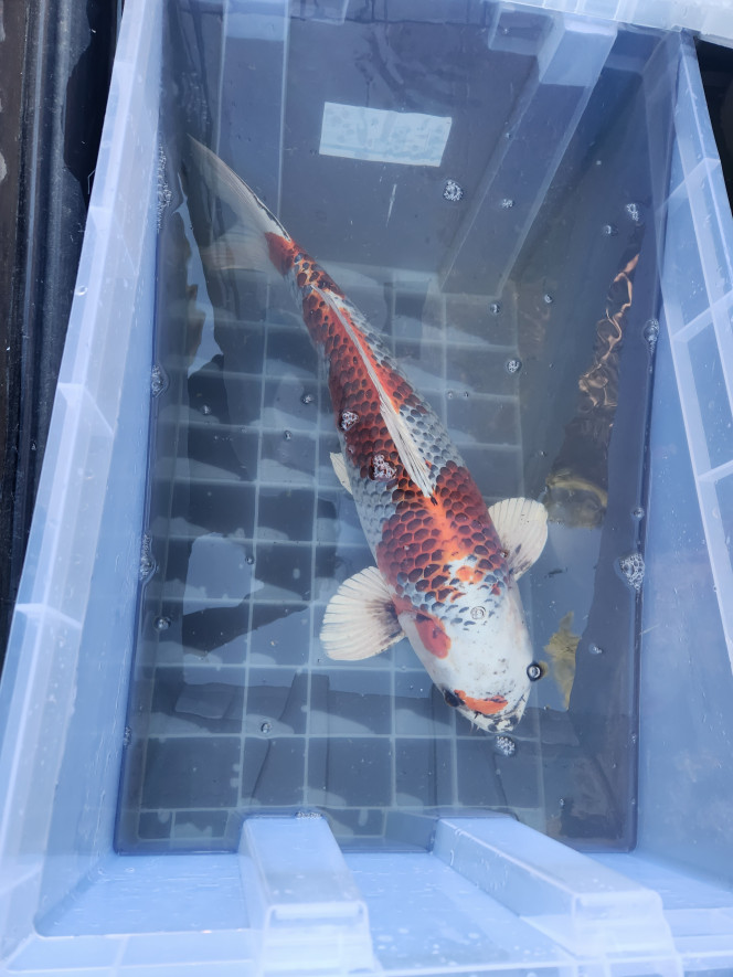Nouveau koi Nouvel arrivant pour le bassin, un bon gros bébé Kujaku. Il va passer quelques semaines en quarantaine avant de rejoindre les poissons rouges et Nishiki la carpe.