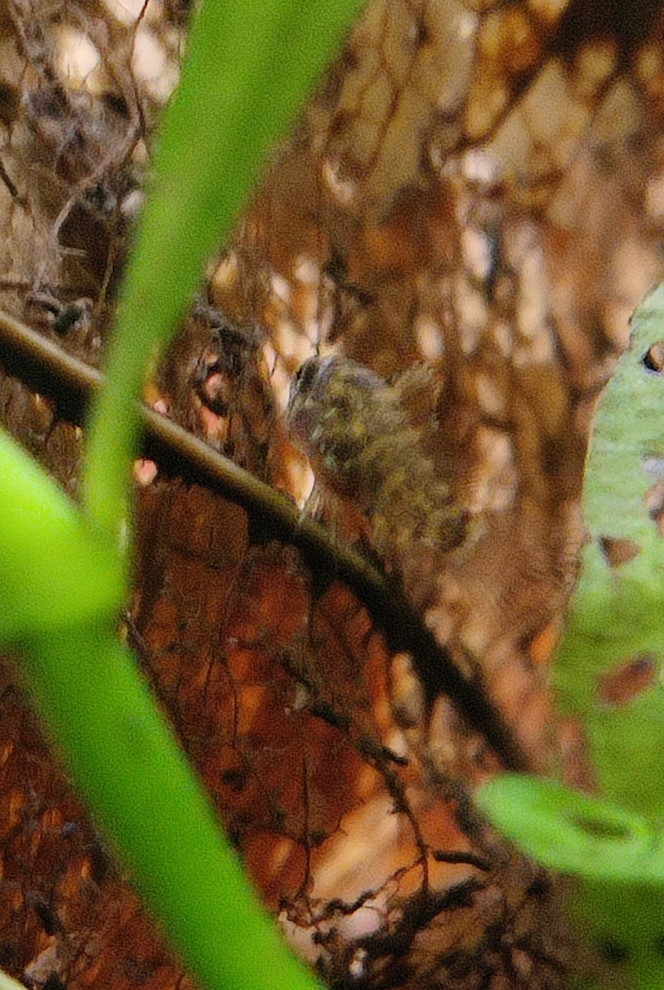 Apistogramma cacatuoides Femelle apisto et ses petits (date de ponte indéterminée aux alentours de 1 mois)