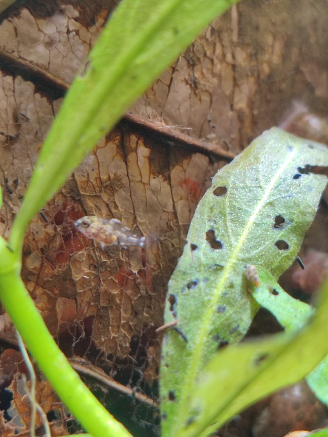 Apistogramma cacatuoides Femelle apisto et ses petits (date de ponte indéterminée aux alentours de 1 mois)