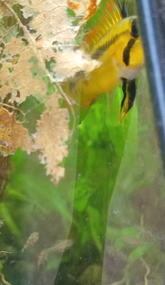 Apistogramma cacatuoides Femelle apisto et ses petits (date de ponte indéterminée aux alentours de 1 mois)