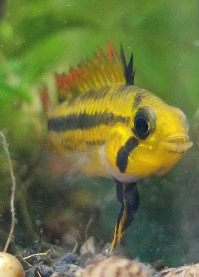 Apistogramma cacatuoides Femelle apisto et ses petits (date de ponte indéterminée aux alentours de 1 mois)