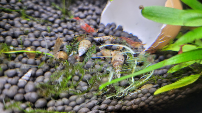 Photographie du post de Louloushrimp 