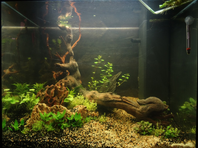Sanctuaire, jour 5. Jour 5 : l’eau s’est apaisée après les interventions de samedi (plantes mieux plantées et racines lestées) et regagne en cristallinité, les plantes s’installent, le hardscape semble à présent stable. On observe la Ceratophyllum qui a pris 2 bons centimètres (bourgeons clairs, arrière gauche) en moins de 24h. Le film (inoffensif) sur la racine s’épaissit et bulle régulièrement. Eau teintée de jaune, probablement dû aux tanins relâchés par la racine . Quelques débris à l’entrée du filtre et léger voile sur les vitres. Je le laisse encore quelques jours en paix avant d’introduire le magnet (que j’espère maîtriser pour éviter de rajouter des rayures à celles existantes)…