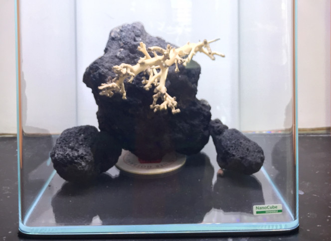 Test disposition Installation de l'aquarium et début de test du décor avec les pouzzolanes et le corail wood. Tout a été bouilli, dès que la disposition est validée on pose le sol !