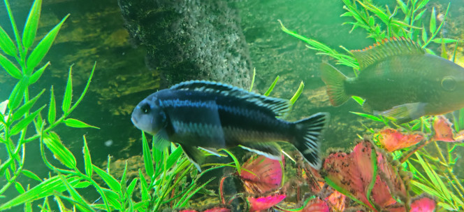 Melanochromis Cyaneohabdos 