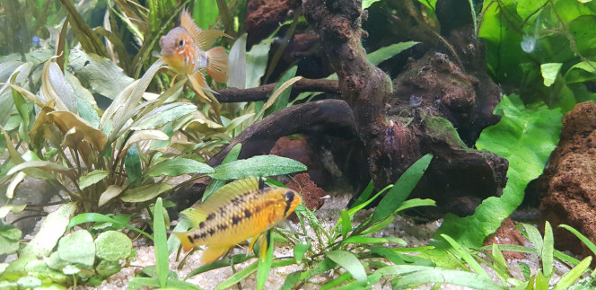 Première naissance A. Macmasteri 