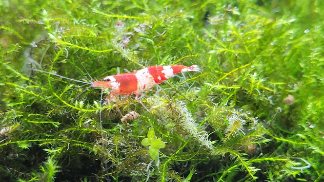 Photographie du post de Louloushrimp 