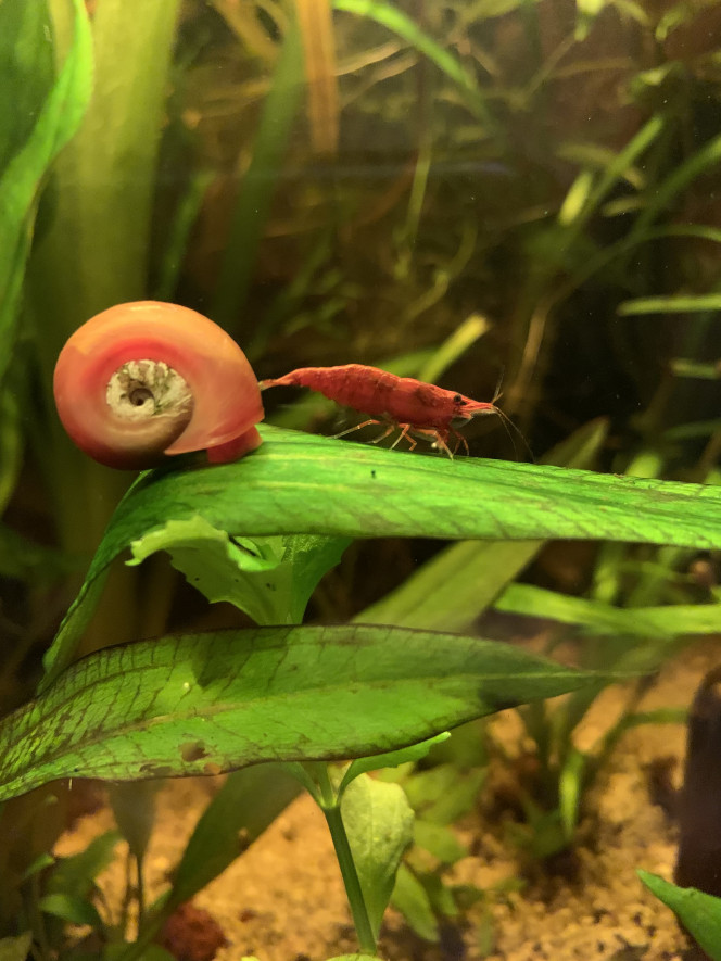 Mise à jour Toujours aucunes pollutions dans l’eau , pas d’algues, merci les escargots et les aselles qui font un super travail de décomposition des déchets, le bac a bien supporté les nouveaux poissons et peut en accueillir de nouveaux sans problèmes, peut être je vais ajouter des corydoras mais j’ai peur qu’ils ne soient pas vraiment à l’aise avec toutes les plantes , après il y a quand même des zones accessibles où ils pourront fouiner mais vue que je doit en mettre au moins 6 voir plutôt 9 pour leur confort peut être que c’est trop limite ?

Je vais aussi rajouter 5 néons pour grossir le banc et qu’ils se sentent plus à l’aise.

La guppy qui présentait des petites tâches derrière l’œil est complètement guérie, plus aucunes taches, son comportement n’avait pas changé de toute façon, plus de peur que de mal au final ?

Les alevins ont déjà bien grandis, j’en compte 6 au total , ils ne restent plus en surface cachés dans les racines et commencent à explorer l’aquarium , et il y a déjà une autre portée qui s’annonce vue le ventre bien dodu d’une des femelles ?

Je ne vois plus trop les crevettes à part quelques mâles qui se promènent, sûrement parce qu’elle sont grainées, j’ai pas encore trouvé de juvéniles mais vue leur tailles et le nombre de plantes à mon avis ça va être compliqué ?

Dans l’ensemble tout se passe bien et tous les habitants ont l’air de bien cohabiter ensembles ?