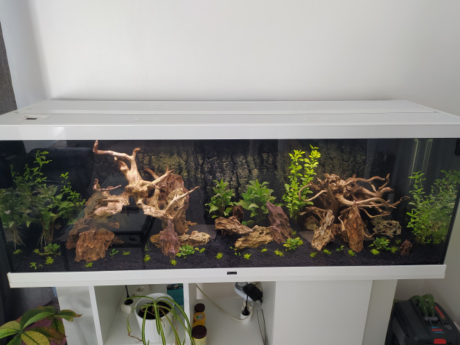 Liiit350 litres Amazonien aquarium aquatlantlis style les 350.
Dimensions : 150/40/50
Pompe eheim pro 4+ 600.
Mis en eau le 1 mai 2023
Fin du cyclage début avril
Plantes : 
hydrophila carambosa
Hydrophila polysperma
Cryptocoryne wenditi
Anubia nana en attente de livraison