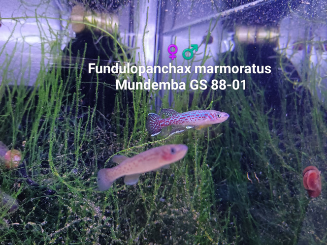 Fundulopanchax marmoratus Mundemba GS 88-01 Couple ♀️♂️ 
Fundulopanchax marmoratus 
Mundemba GS 88-01