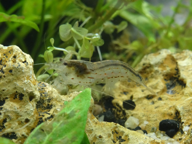 Sanctuaire  : Jour 22 Introduction progressive des Caridina Multidentata. 
3 par semaine, jusqu'à 9 individus. Acclimatation sur 45 minutes.
Semblent prendre des couleurs au bout de 2 heures, se déplacent partout dans le bac entre deux pique-niques minutieux.
A priori c'est Disneyland, pour elles... forte affluence sur le "Space Mountain" (avec une visible territorialité !)