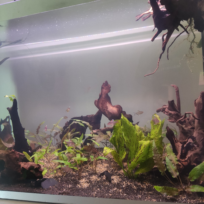 Nouvel aquarium 200 litres net
Perte de tout mes amours dû à un défaut de l'aquarium d'avant
RIP à mes bébés 
J'ai pu sauvé les 2 Ancitrus mâles 
2 Ancitrus juvéniles
3 corydoras paleatus