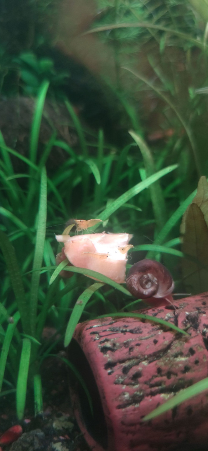 Nèfle X Neocaridina Test validé et apparemment apprécié des crevettes après la première récolte de Nèfle (photo prise 1 min après avoir déposé le morceau)