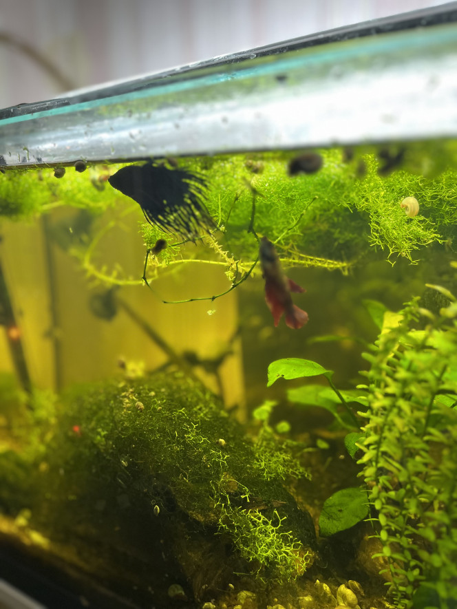  Cela fait très logtemps que je n'avais rien posté. Le petit aquarium contient aussi maintenant 1 beta mâle et 3 femelles (et toujours beaucoup de plantes