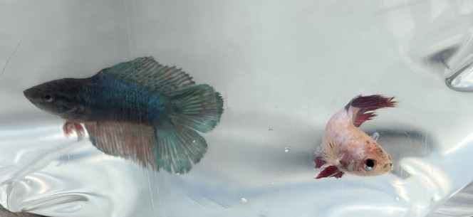 Trio de bettas Un beau gosse et 2 filles arriveront peut être à limiter la prolifération des guppies endler.