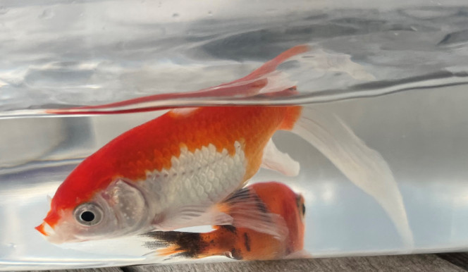 deux poissons au bassin en plus de différentes bestioles déjà installées (daphnies, cyclopes etc), introduites depuis cet hiver, le bassin va accueillir ses occupants : deux poissons rouges ?
je prends la photo avant de les mettre dedans parce que je suppose que je ne suis pas prêt de les revoir