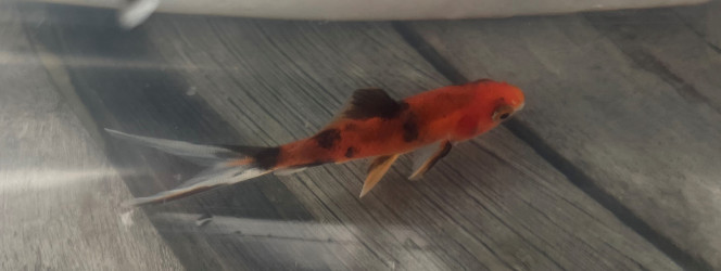 deux poissons au bassin en plus de différentes bestioles déjà installées (daphnies, cyclopes etc), introduites depuis cet hiver, le bassin va accueillir ses occupants : deux poissons rouges ?
je prends la photo avant de les mettre dedans parce que je suppose que je ne suis pas prêt de les revoir