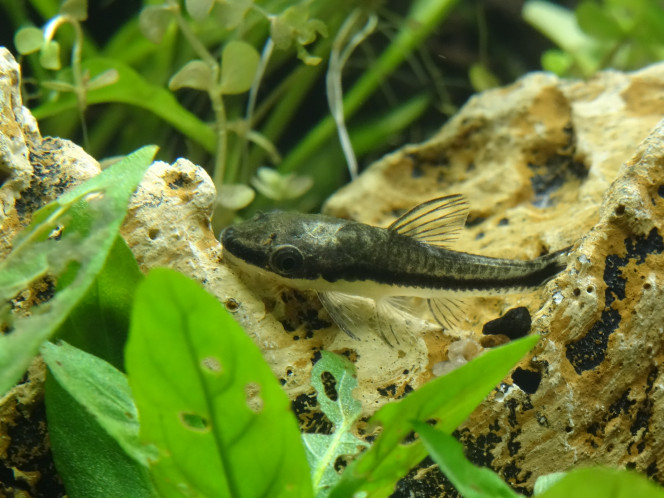 Yummy Petit Oto blessé à l’arrivée, surnommé « Potter ».
À récupéré depuis, plus de trace blanche. La capture a été sportive dirait-on ! 
Les 6 vont bien, et ont définitivement conquis mon cœur ! Ils sont encore un peu perdus avec les tablettes d’algues, mais leur petit bidon s’arrondit. Chouette poisson, super mignon et vif.