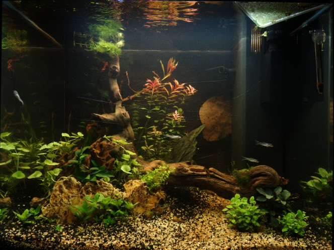 Sanctuaire, un mois. Introduction d’une feuille de catappa. 
Plantes fertilisées depuis 5 jours. Un peu d’animation <3