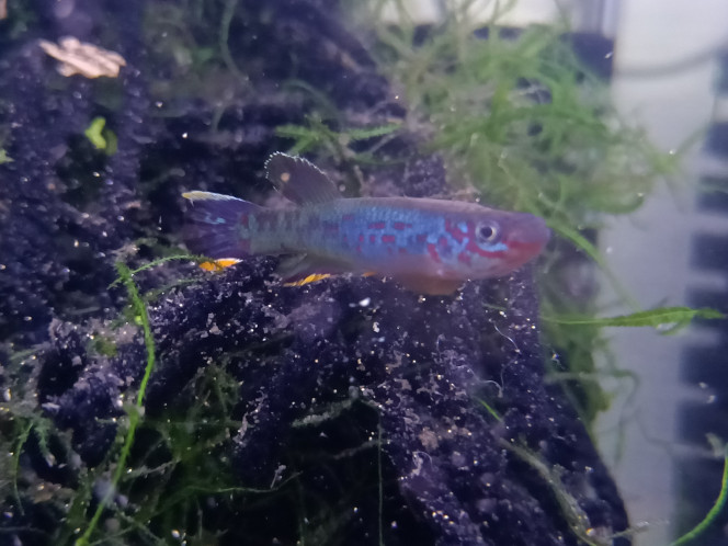 Mâle ♂️ Fundulopanchax scheeli 