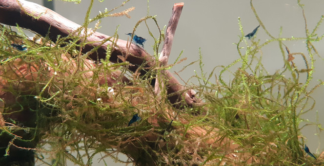 Blue Velvet #Crevettes