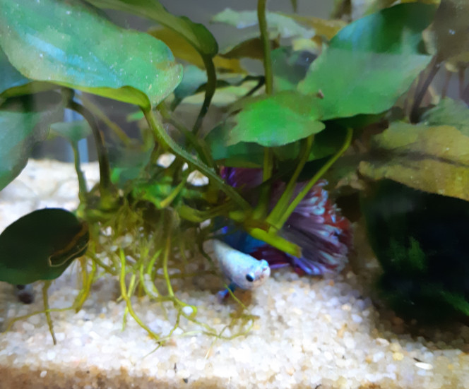 El Déracinator !!! Je comprend mieux pourquoi les Anubias se mettent à flotter...