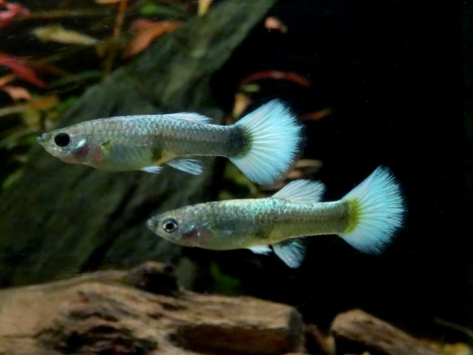 Mesdames et Monsieur P. R. Guppies Le mâle est vendu pour être un "Blue Glass" (pourquoi pas Blue Grass?)
Les femelles sont vendues (point)... aucune idée de la sélection... deux d'entre elles ont des reflets mordorés (or-jaune-vert), l'autre a des reflets métalliques tirant sur le bleu. Sur l'image : une de chaque. 

(Photos légèrement retouchées pour augmenter le contraste, atténuer les rayures, équilibrer les couleurs selon ma perception).