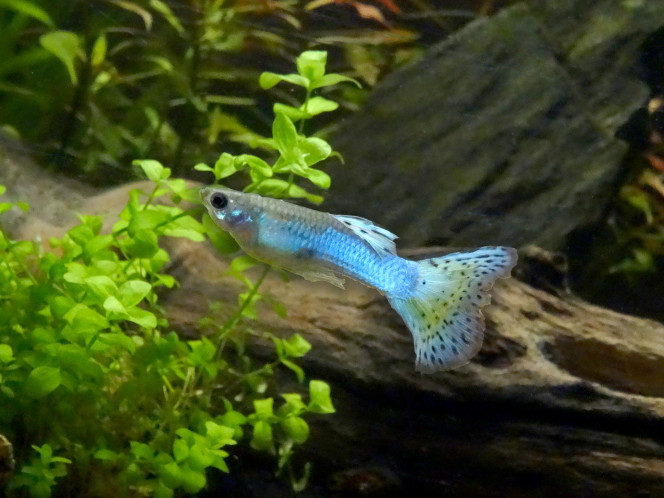 Mesdames et Monsieur P. R. Guppies Le mâle est vendu pour être un "Blue Glass" (pourquoi pas Blue Grass?)
Les femelles sont vendues (point)... aucune idée de la sélection... deux d'entre elles ont des reflets mordorés (or-jaune-vert), l'autre a des reflets métalliques tirant sur le bleu. Sur l'image : une de chaque. 

(Photos légèrement retouchées pour augmenter le contraste, atténuer les rayures, équilibrer les couleurs selon ma perception).