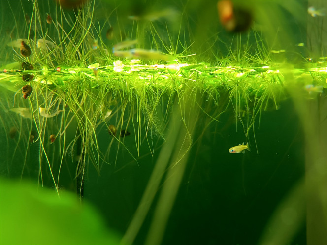  Acclimatation ☑️
Une petite frayeur car les tateurndinas sont officiellement de vrais goinfres et ont essayé de bouffer à peu près tout escargots, plantes racines,Khuliis, amanos ... Et les pseudomugils fraîchement introduits! Heureusement les petiots sont hyper vifs et chacun a trouvé sa place. Les Khuliis ont l'air en confiance et sortent même manger avec les tateurs