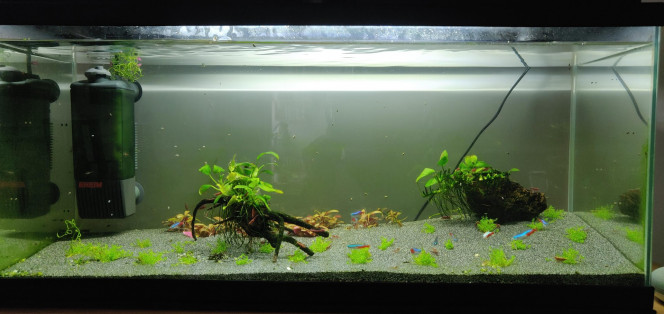 nouvelle orga du bac avec du sable ultra fin pour des cory pas encore arrivés
avec des plantes à pousse ultra rapide pour suivre vos conseils :)