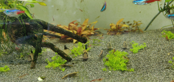 arrivée des cory arrivée de 6 cory melini
(+ une Neritina pulligera)