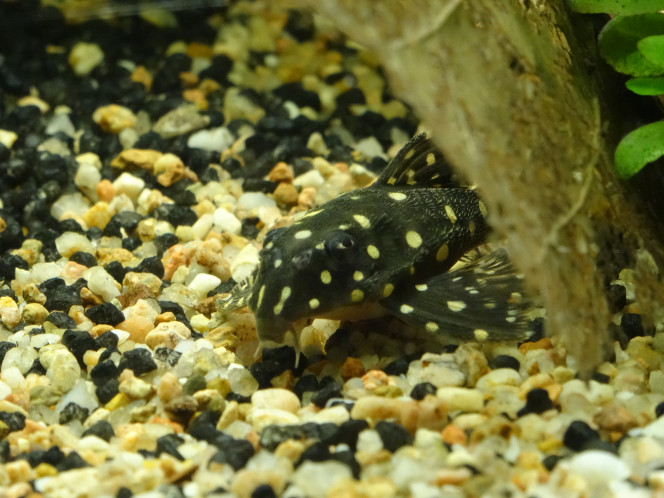 Hypancistrus sp. L210 (Non, ce n'est pas un Inspector) Petite trouvaille à la bourse d'Argenteuil ce dimanche. Le premier poisson sur lequel j'avais flashé avant même d'avoir trouvé l'aquarium : Hypancistrus L201. Il m'éclate particulièrement avec son petit air blasé… Mon imagination débordante m'a conseillé de ne pas lui confier un Opinel, son "I KILL YOU" était particulièrement convaincant :p 
Plus sérieusement : J'ai constaté pas mal de confusion en francophonie, il m'a fallu compulser la doc anglophone - (planetcatfish; loricariidae.info) pour distinguer le L201 de l'Inspector et du Contradens, plus gros, ce dernier étant souvent présent dans les mêmes lots lors de l'exportation. J'ignore s'il s'agit de F1, j'ai oublié de demander :/ 
“Similaire à l'Hypancistrus inspector et H. contradens. H. Inspector diffère par la bande noire sur le bord de la nageoire caudale et dorsale. H. Contradens a un corps plus haut que l'H. sp(L201).” 
Je ne pourrai le distinguer du H. Contradens qu'une fois sa croissance terminée (et encore) : un pari peut-être un peu risqué dans 120l ! 

 https://youtu.be/23jUqWR3oqs