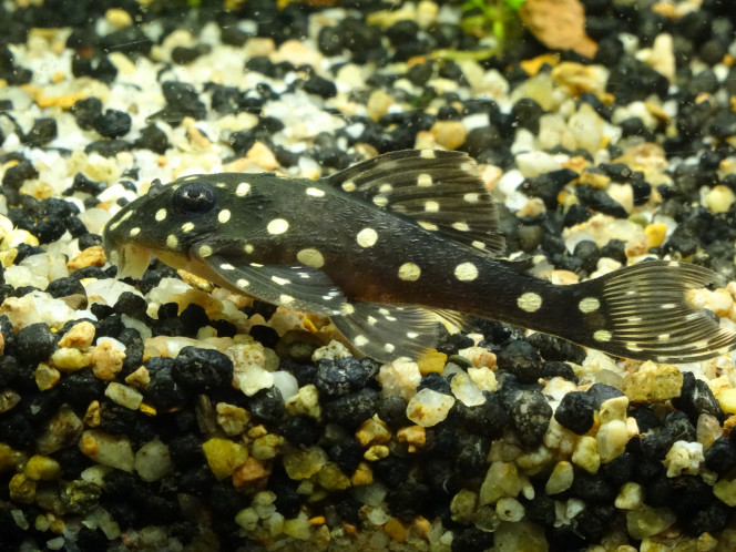 Hypancistrus sp. L210 (Non, ce n'est pas un Inspector) Petite trouvaille à la bourse d'Argenteuil ce dimanche. Le premier poisson sur lequel j'avais flashé avant même d'avoir trouvé l'aquarium : Hypancistrus L201. Il m'éclate particulièrement avec son petit air blasé… Mon imagination débordante m'a conseillé de ne pas lui confier un Opinel, son "I KILL YOU" était particulièrement convaincant :p 
Plus sérieusement : J'ai constaté pas mal de confusion en francophonie, il m'a fallu compulser la doc anglophone - (planetcatfish; loricariidae.info) pour distinguer le L201 de l'Inspector et du Contradens, plus gros, ce dernier étant souvent présent dans les mêmes lots lors de l'exportation. J'ignore s'il s'agit de F1, j'ai oublié de demander :/ 
“Similaire à l'Hypancistrus inspector et H. contradens. H. Inspector diffère par la bande noire sur le bord de la nageoire caudale et dorsale. H. Contradens a un corps plus haut que l'H. sp(L201).” 
Je ne pourrai le distinguer du H. Contradens qu'une fois sa croissance terminée (et encore) : un pari peut-être un peu risqué dans 120l ! 

 https://youtu.be/23jUqWR3oqs