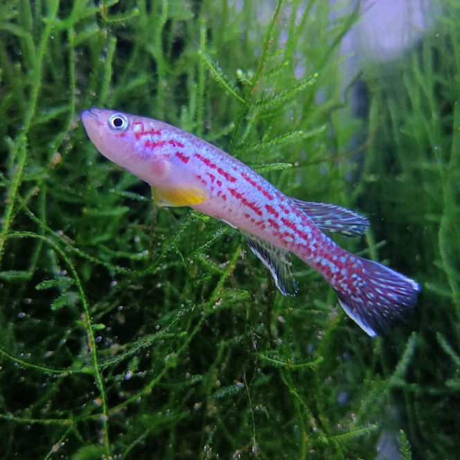 Mâle ♂️ Fundulopanchax marmoratus Mundemba GS 88-01 