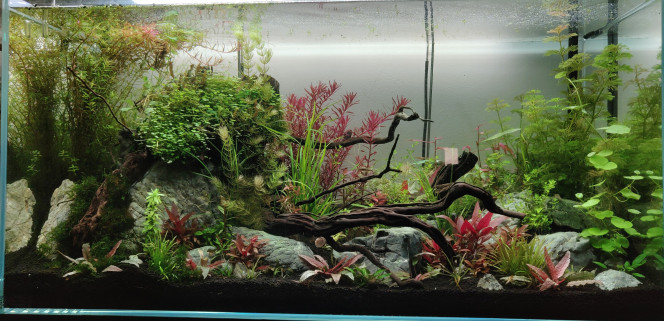 Ultra Clear Aquael 200L Depuis le temps que je voulais un ultra clear !