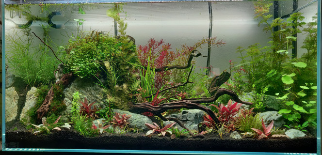 Aquael Ultra Clear 200L Depuis le temps que je voulais un ultra clear !