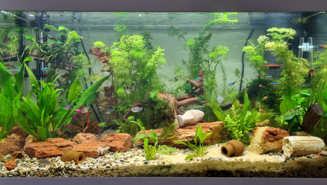 LE CANYON  OCCITAN en juin 2023 Toujours aussi passionnant, et ces possibilités infinis de créer des environnements différents ! Tous les poissons et crustacés vont très très bien.